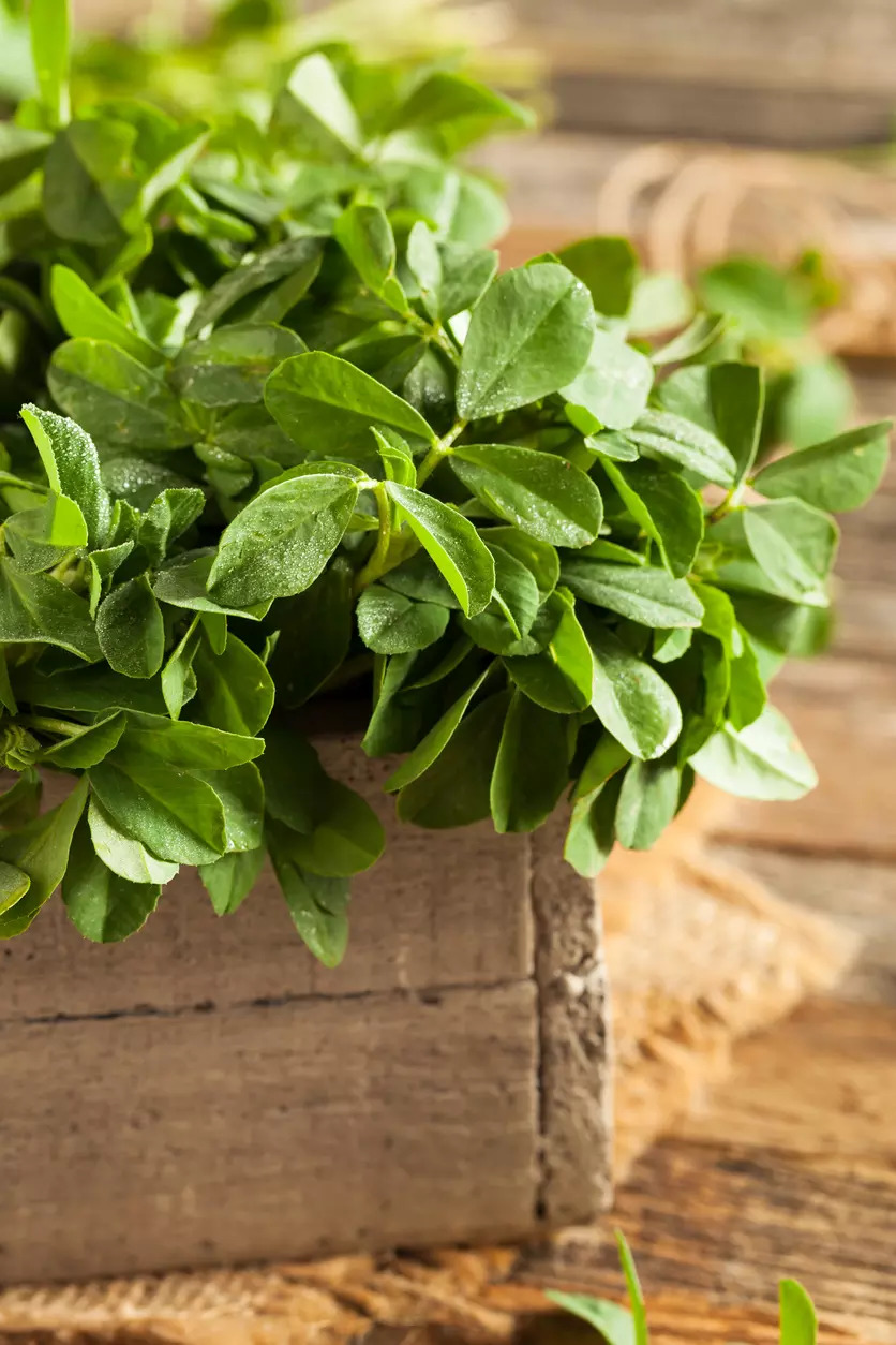 Methi or fenugreek leaves