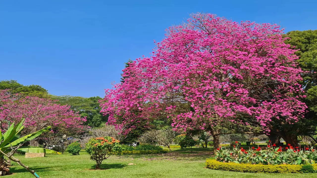 Bengaluru turns pink as trumpet trees blossom, where can you spot pink