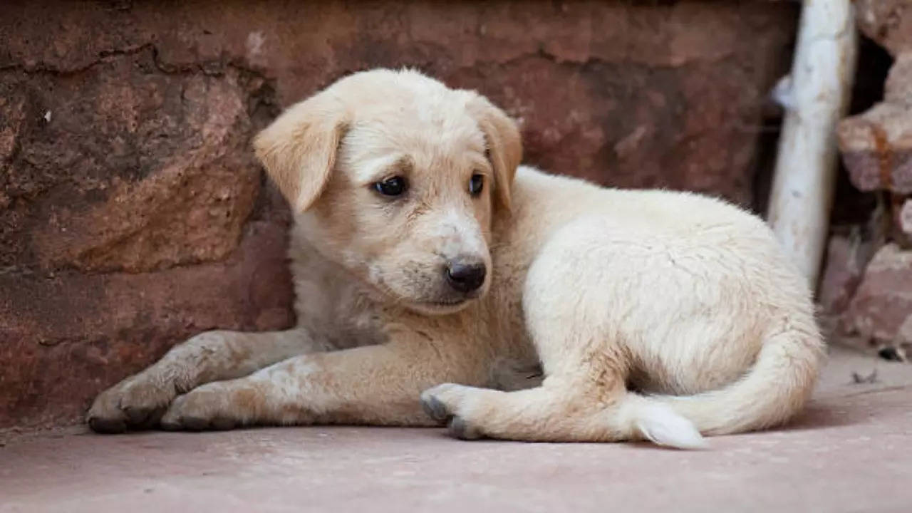 Hyderabad animal cruelty: Police identify teen responsible for killing  puppies, shooting videos; 7 points to know