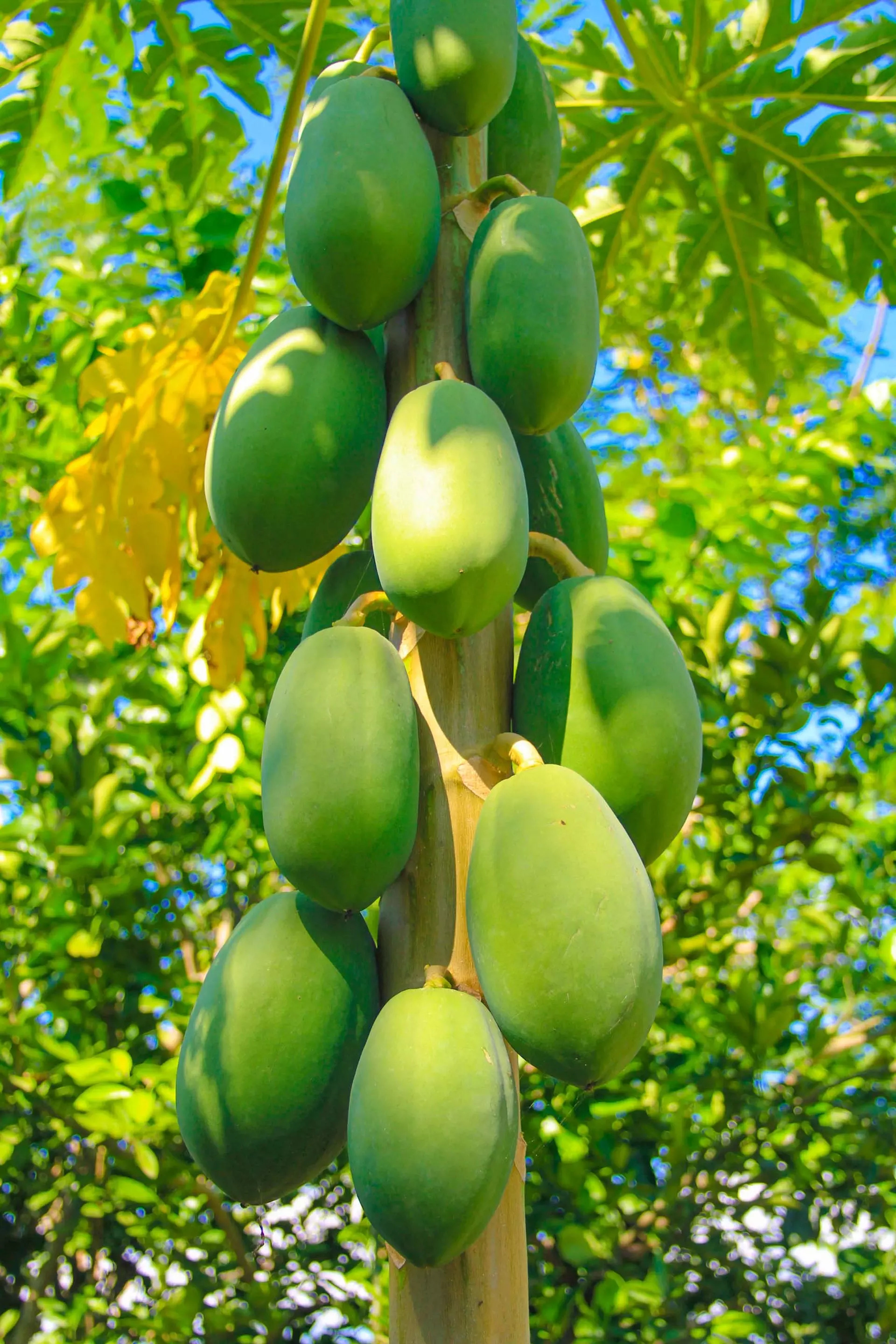 Raw papaya