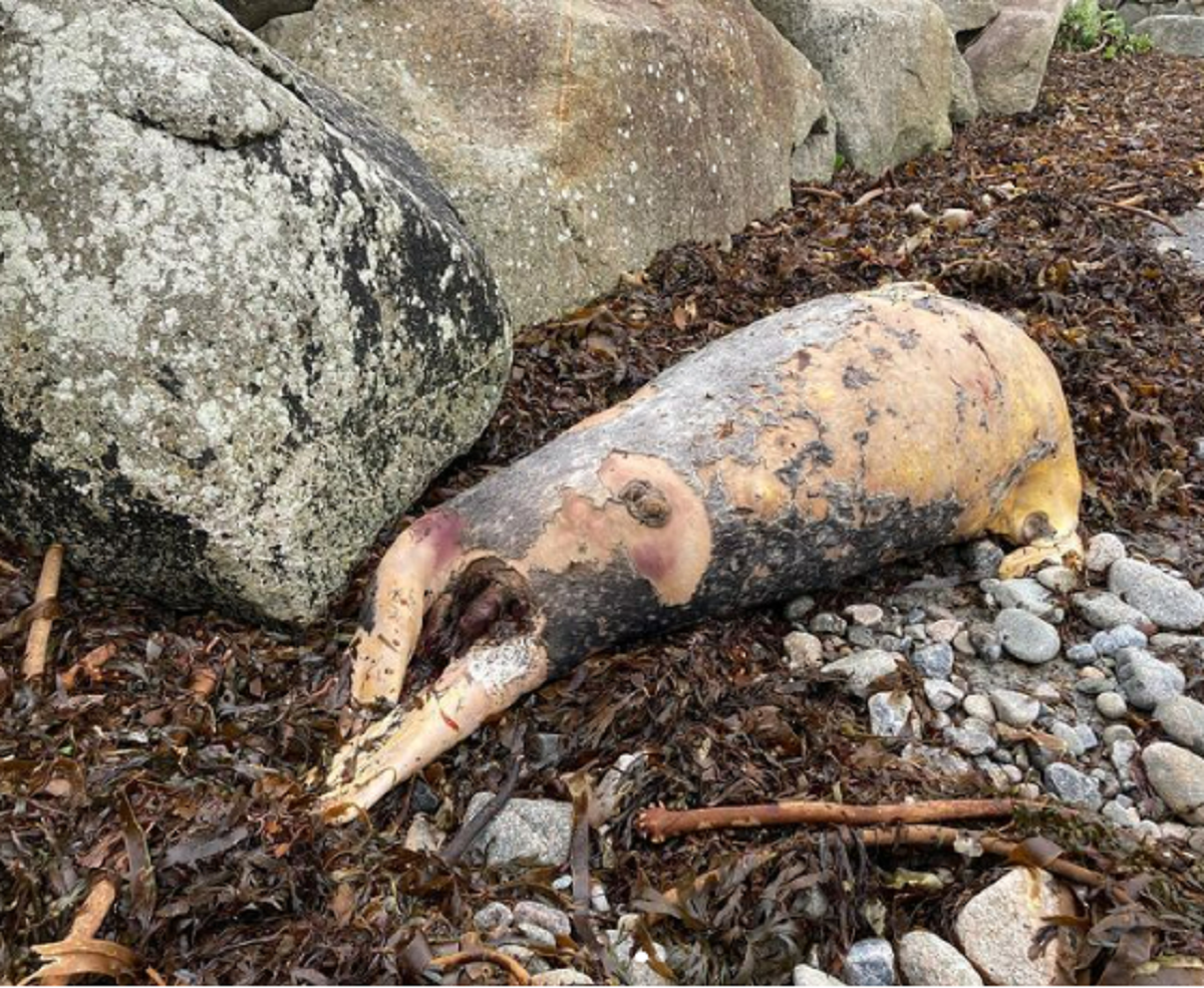 'Pig-like' sea creature's body washes up on beach