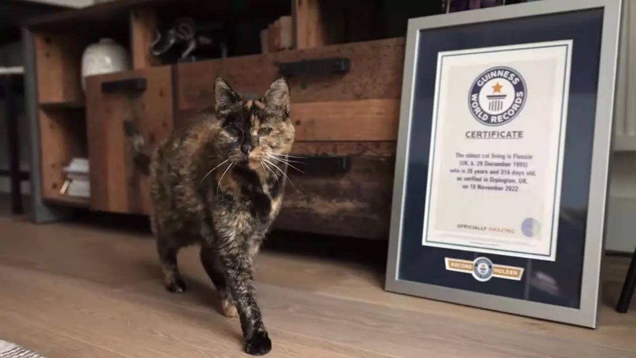 Flossie is the world's oldest living cat at an age of nearly 27 years | Screengrab courtesy of Guinness World Records