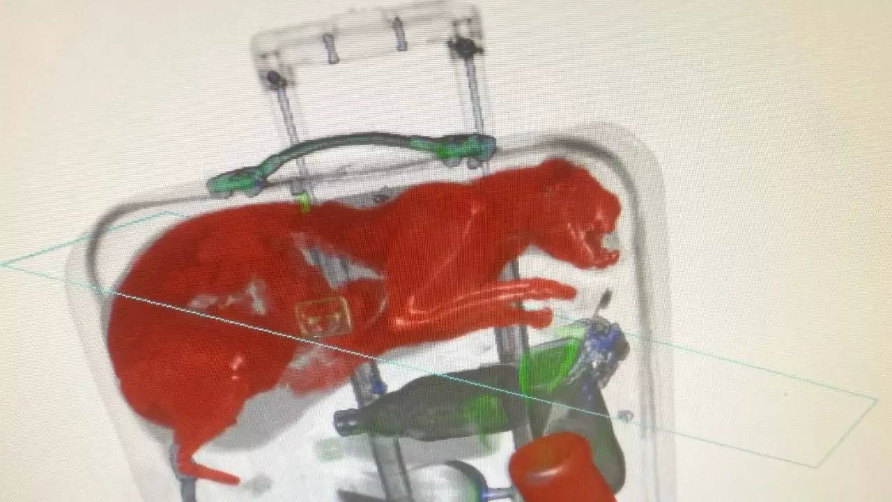 X-ray of checked baggage reveals a live orange cat trapped within | Picture courtesy of TSA