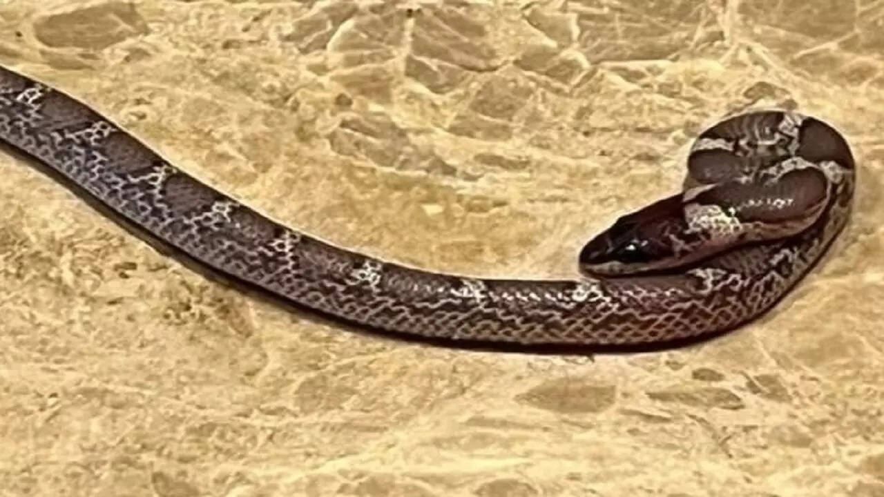 Tamil Nadu Man loses tongue due to snake bite; thanks to astrologer’s