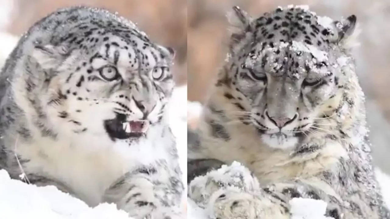 Rare snow leopard
