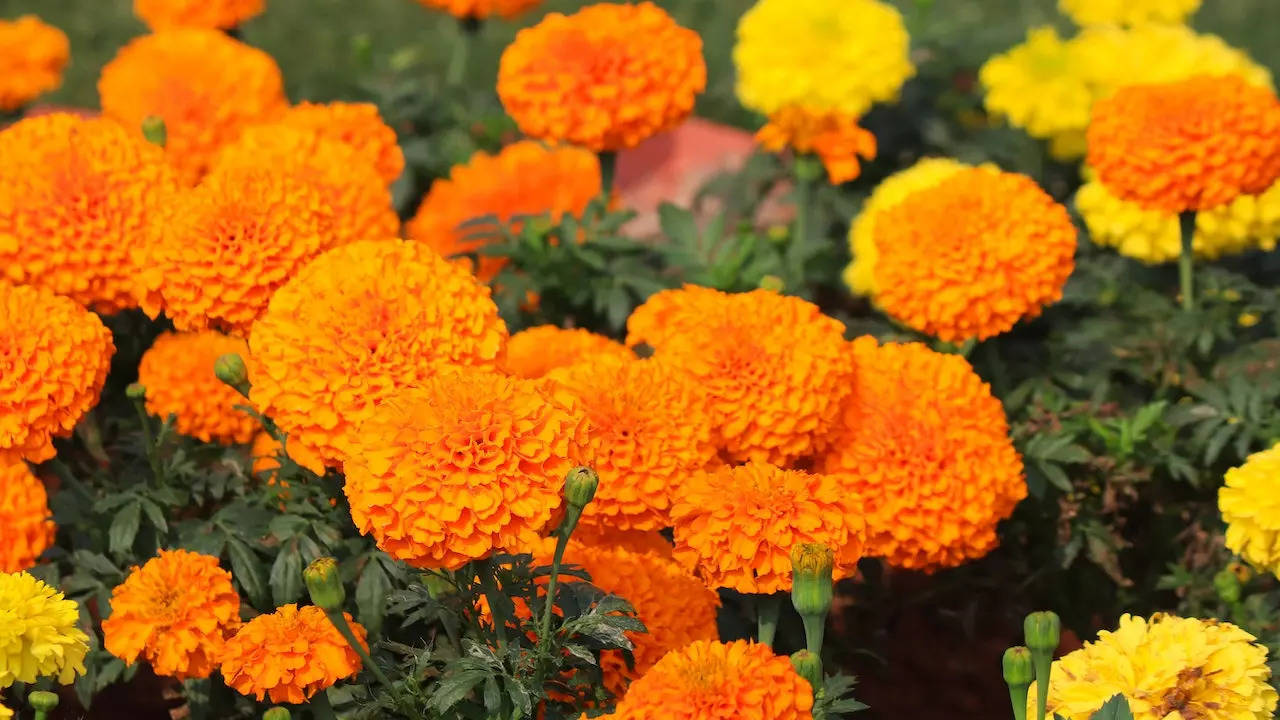 Genda Phool: Know why marigold flower is considered auspicious for  religious works