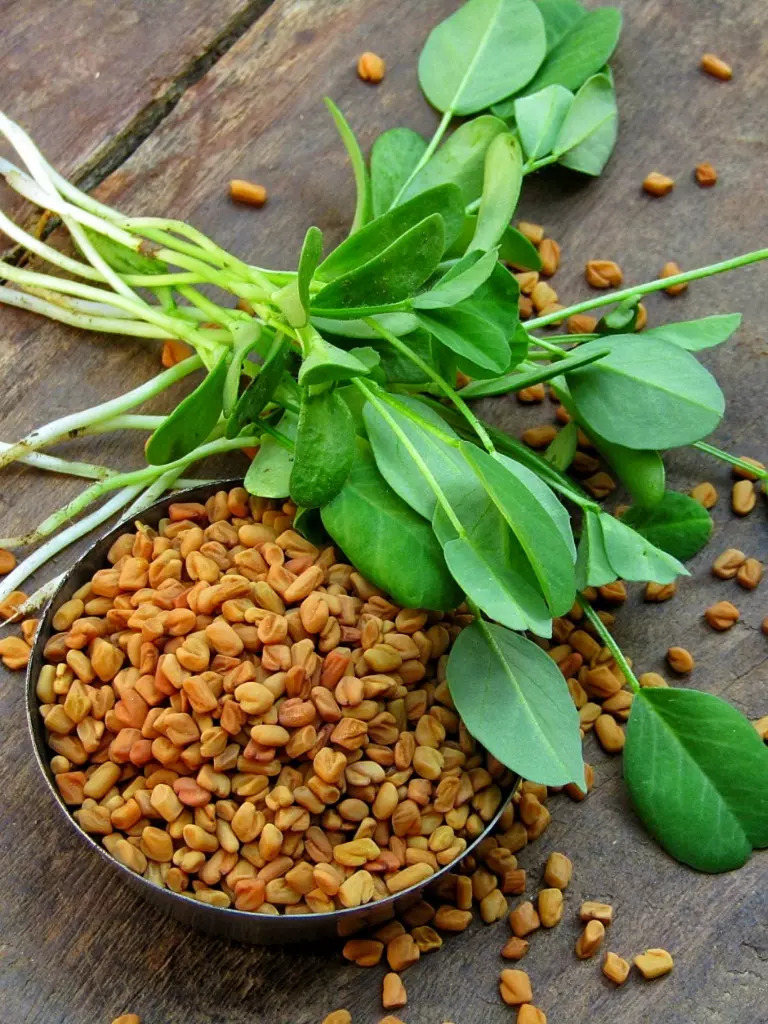 Sprouting fenugreek seeds