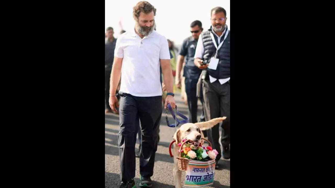 Rahul Gandhi walks a labrador that welcomed him with bouquets during Bharat Jodo Yatra