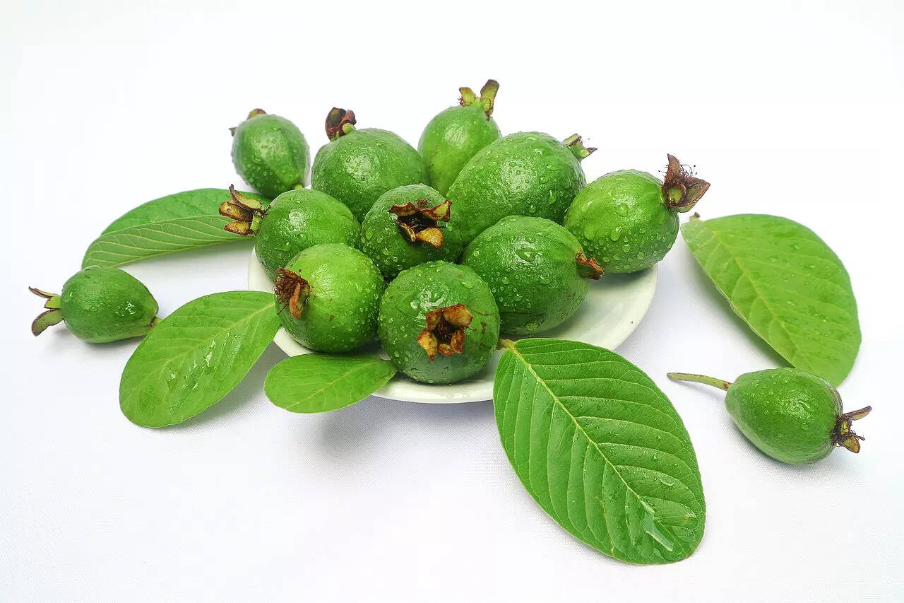 Benefits of Guava leaves; help control sugar, blood pressure, cholesterol, eliminate pimples, arrest hair fall Benefits of Guava leaves; help control sugar, blood pressure, cholesterol, eliminate pimples, arrest hair fall