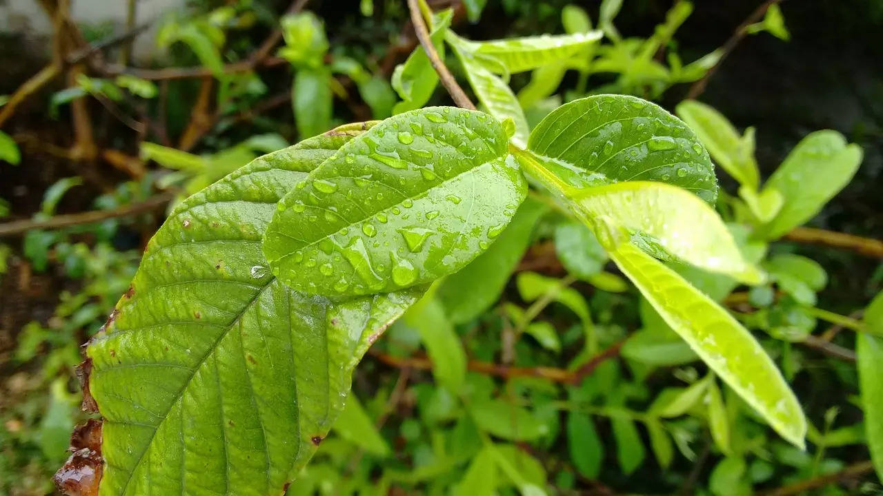 Guava Leaves more pixabay