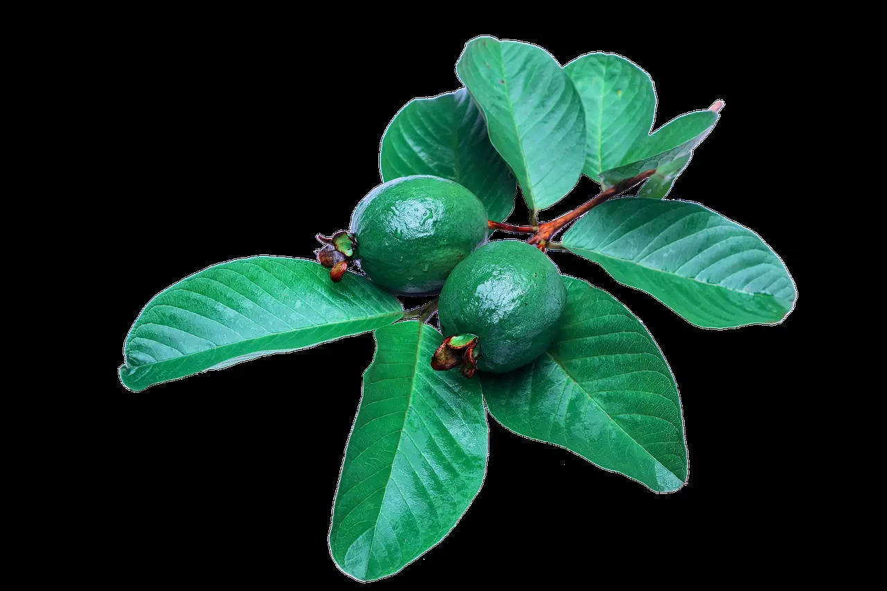 Guava Leaves Pixabay