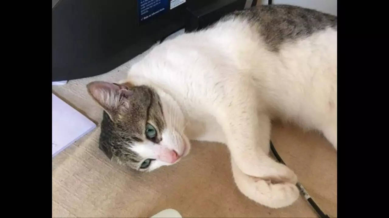 Freida, a five-year-old cat who went missing at the Bengaluru airport, was has been found 10 days later