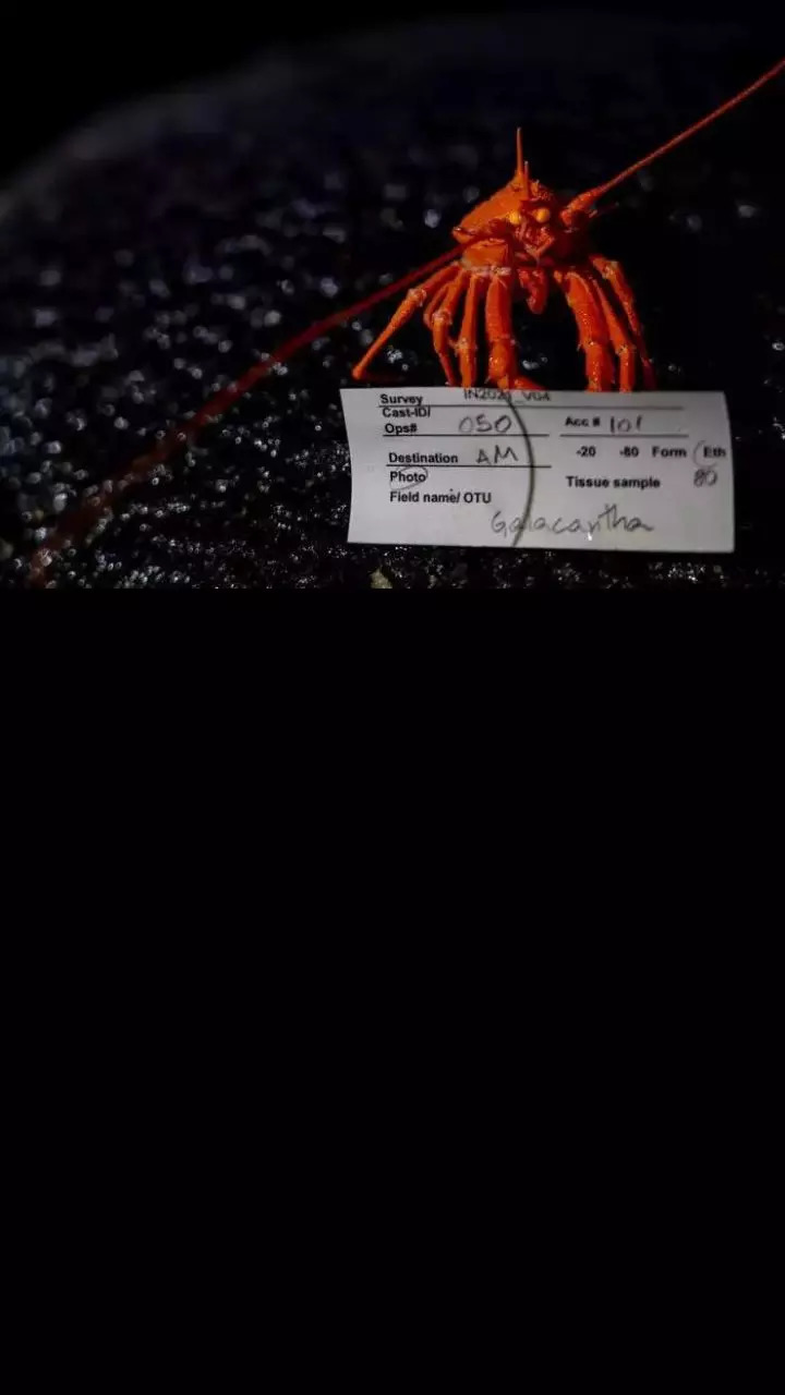 Squat lobster