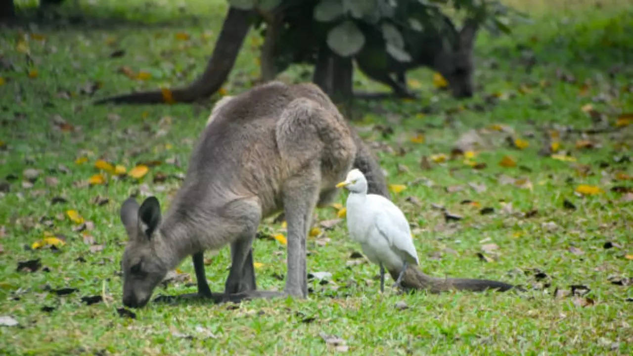 Food poisoning kills rescued kangaroo in WB's Siliguri Safari Park