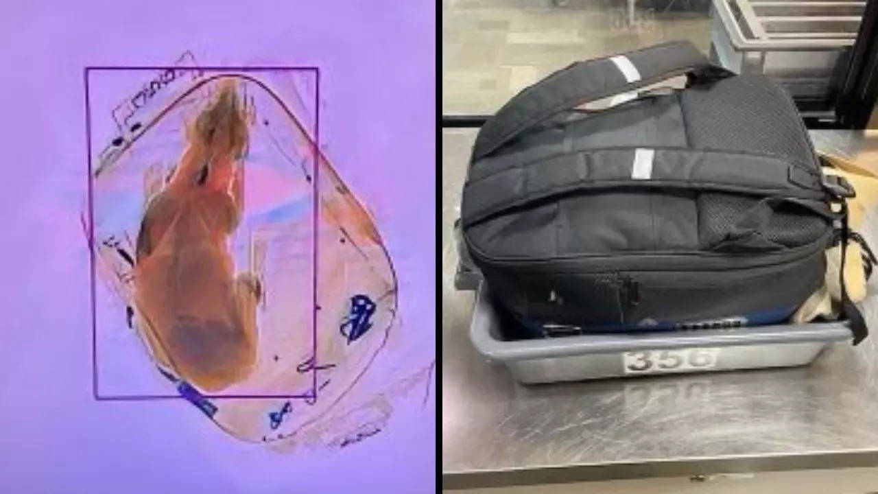 A passenger, unaware of the protocol for carrying pets, sent her dog through an X-ray machine in a backpack | Picture courtesy: TSA Great Lakes
