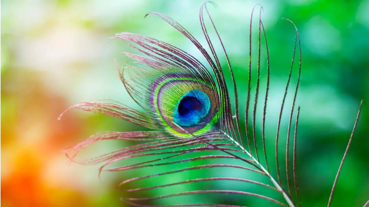 Peacock feather: Is it good or bad to have it in your homes ...