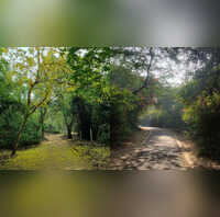 Hidden gems in Delhi: Head to these 5 green spaces and forests for a ...