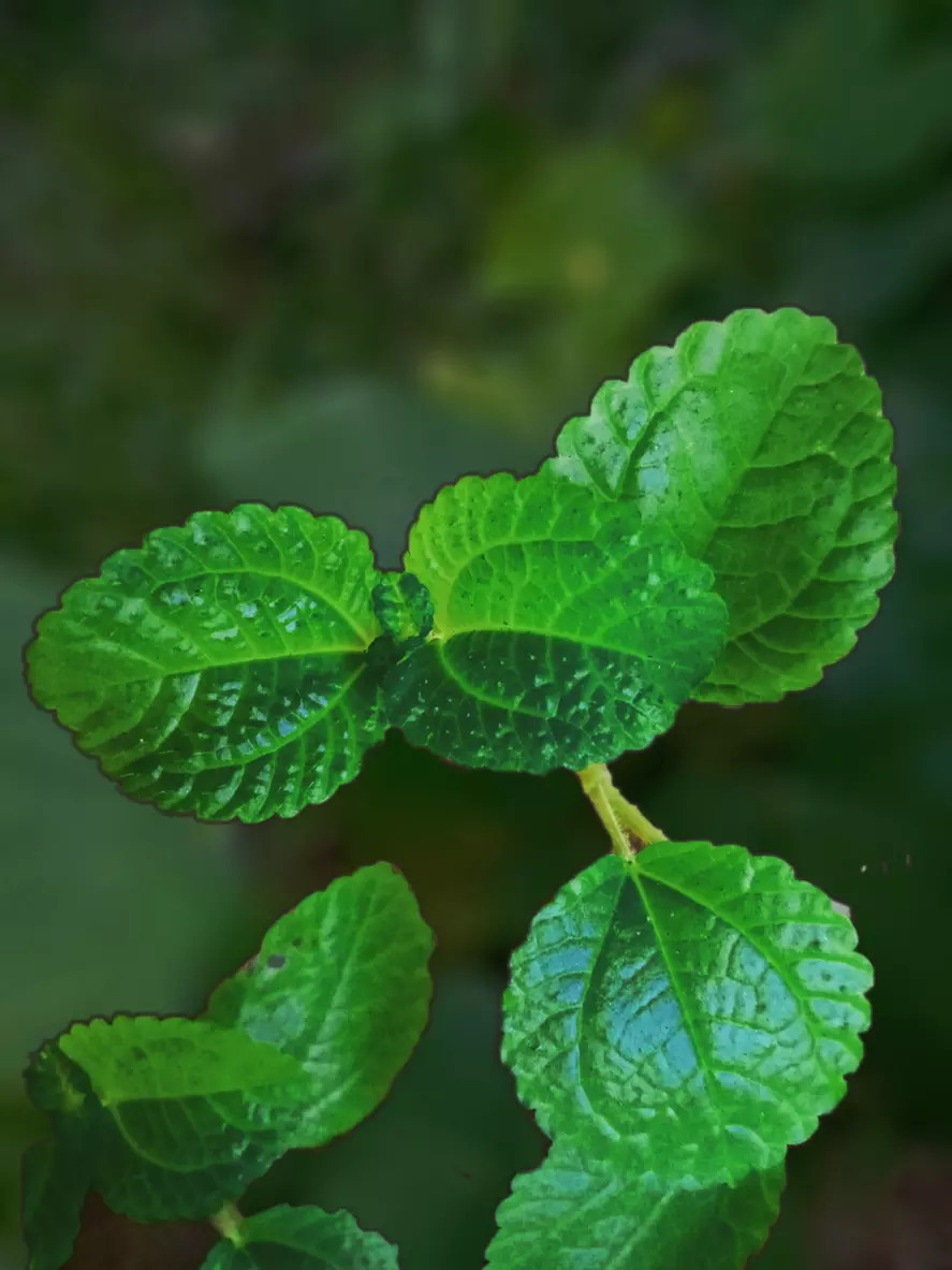 Peppermint leaves