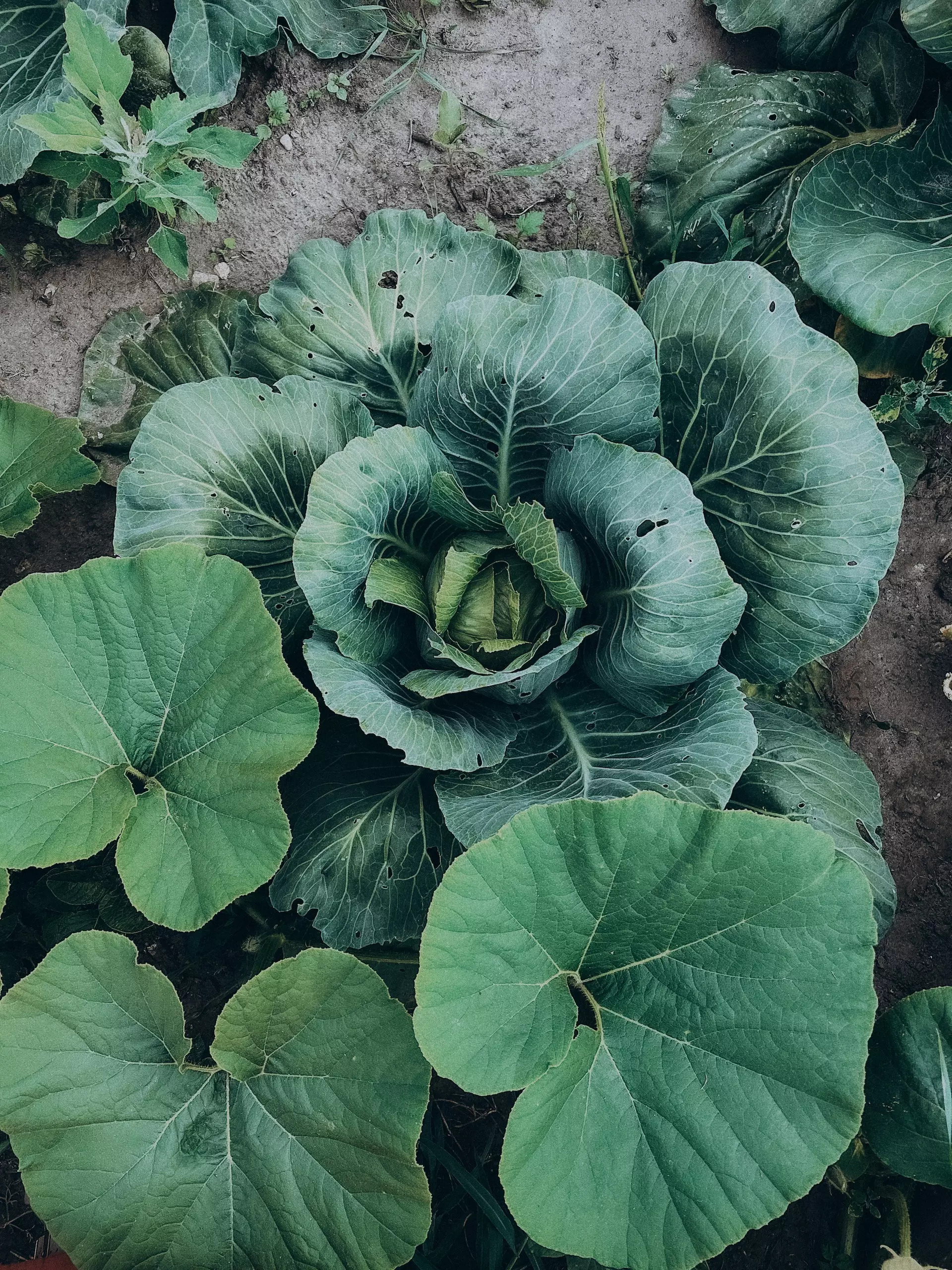 Cabbage