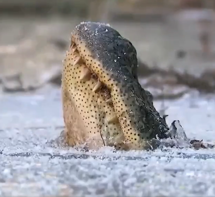 Alligator on ice