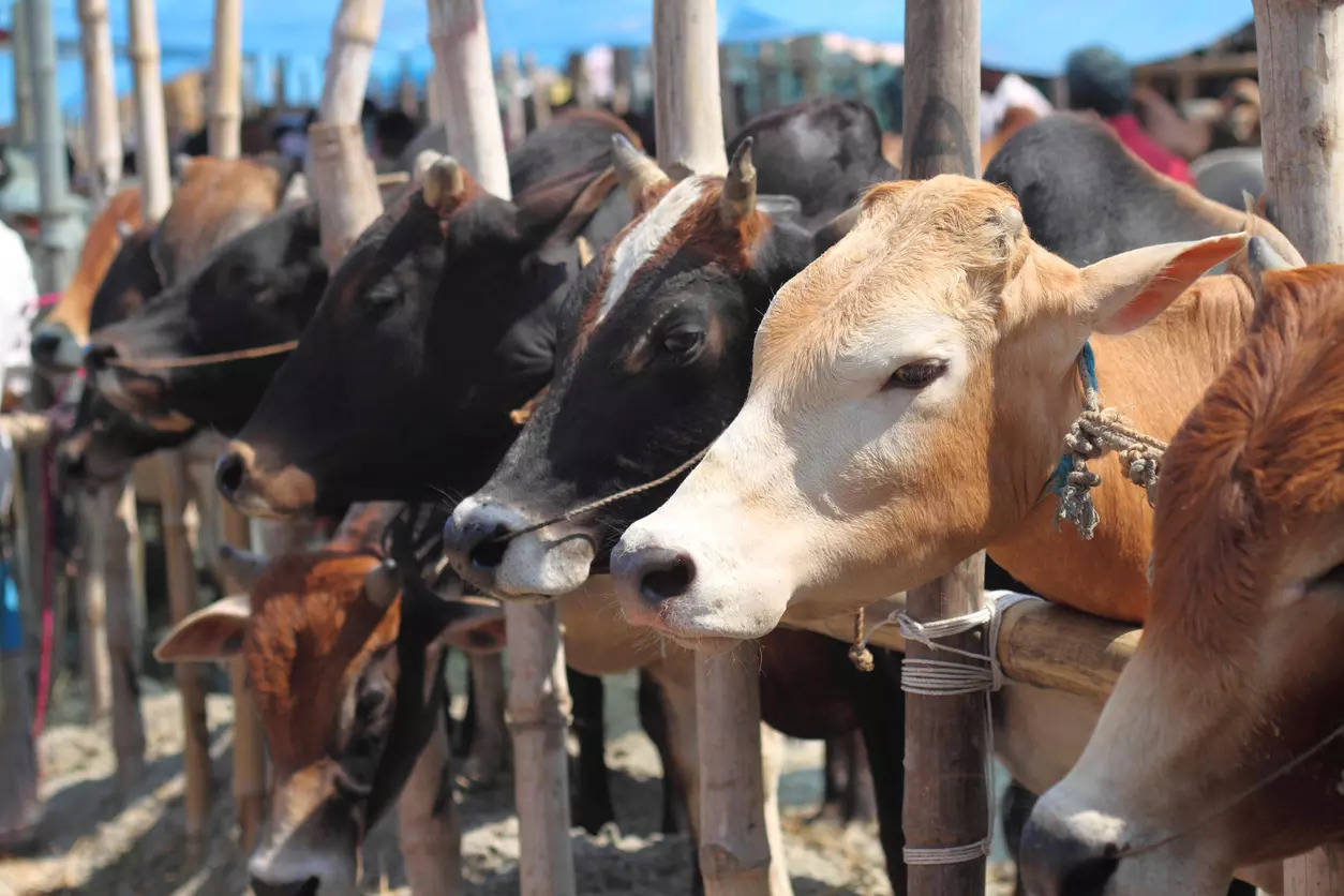 Burping cattle cause global warming; scientists are trying to reduce  methane in animal belches – Here's how