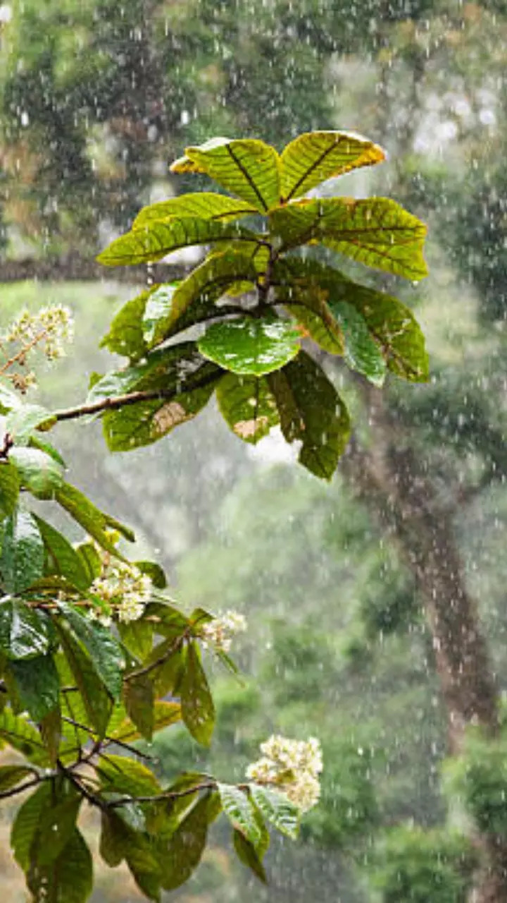 TAMIL NADU WEATHER UPDATE 6 DISTRICTS TO RECEIVE HEAVY RAINS ON DEC 25 CYCLONIC STORMS PREDICTED