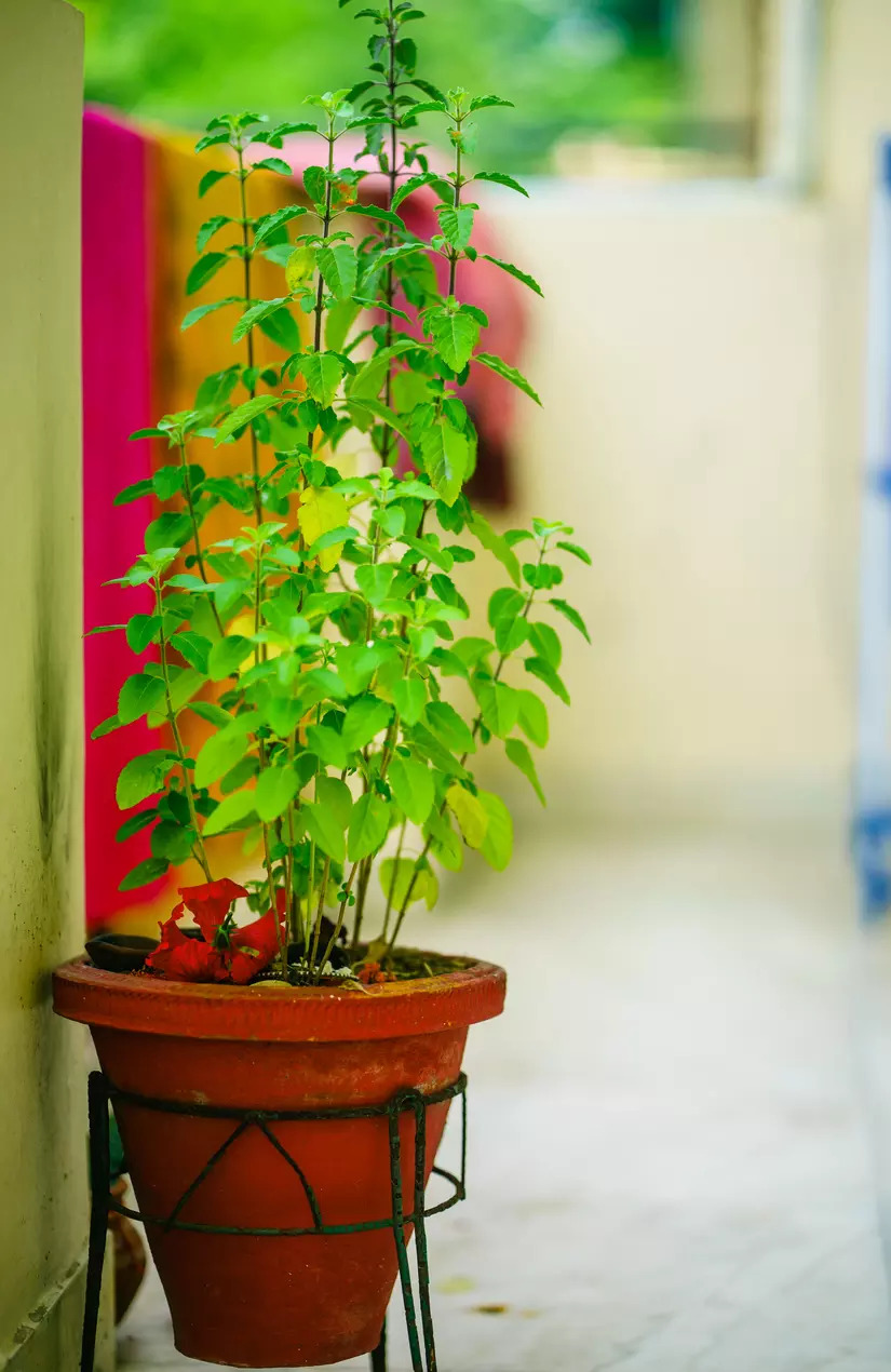 Curry leaves and tulsi oil