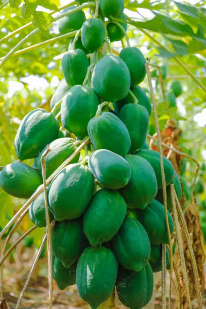 Raw papaya