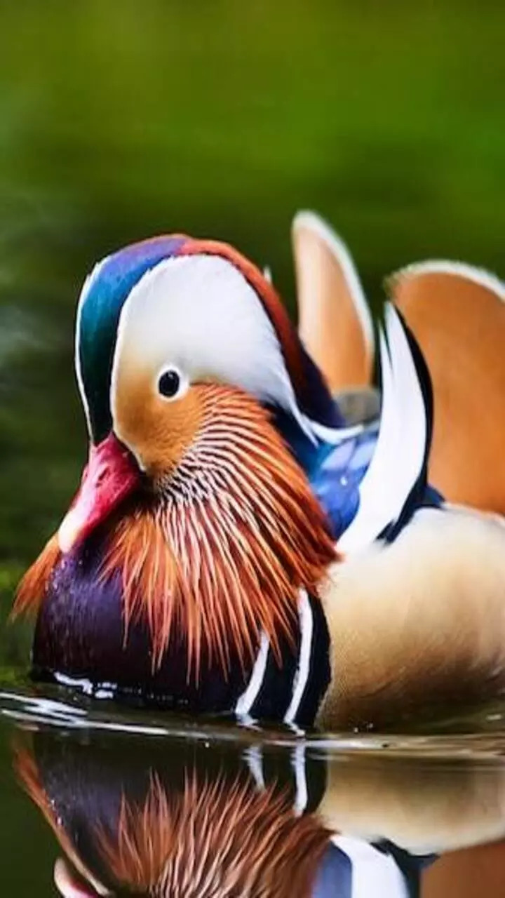 Mandarin ducks