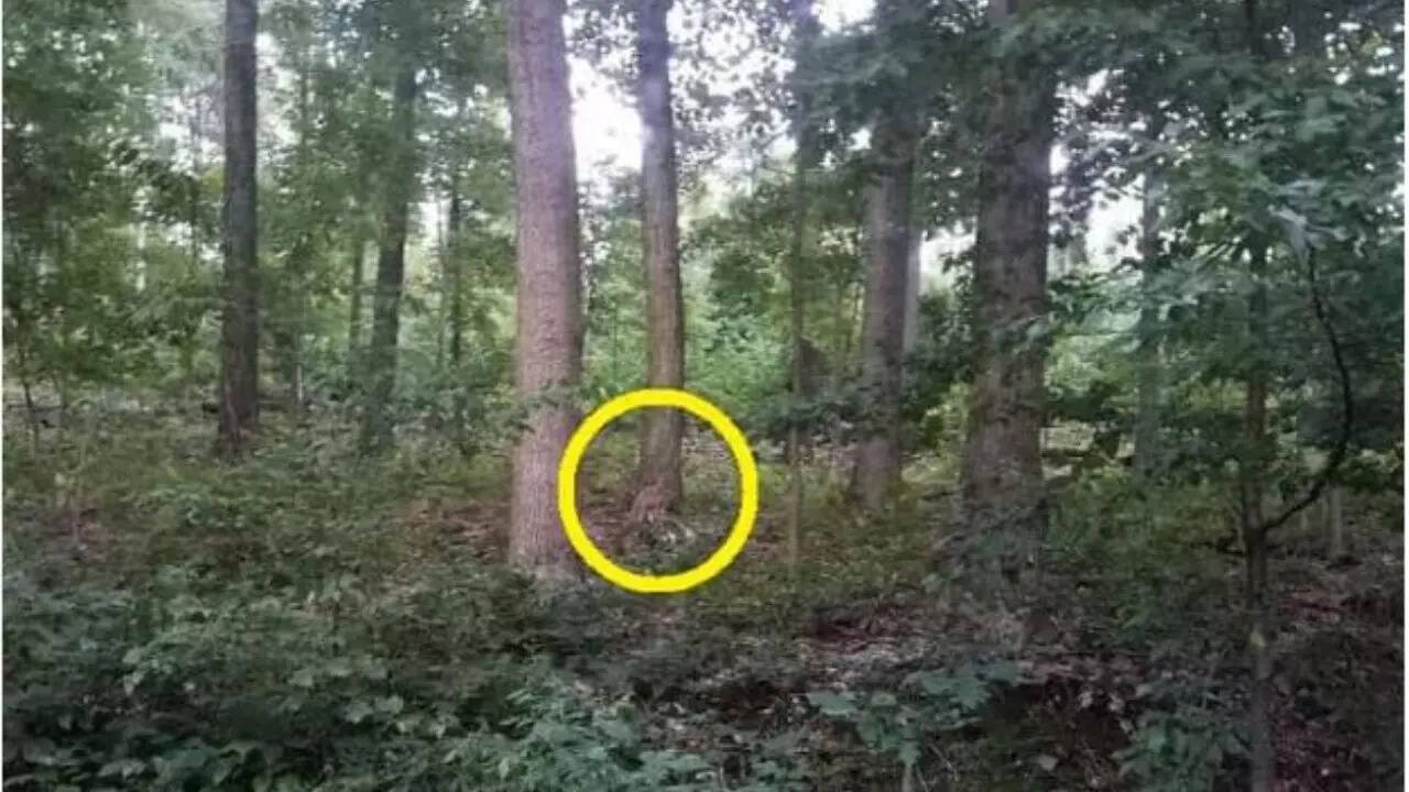 Optical illusion Find the hidden fox in the image in just 15 seconds