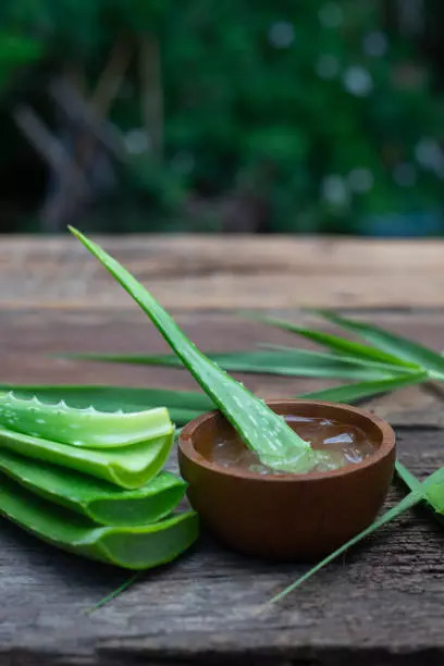 Aloe vera