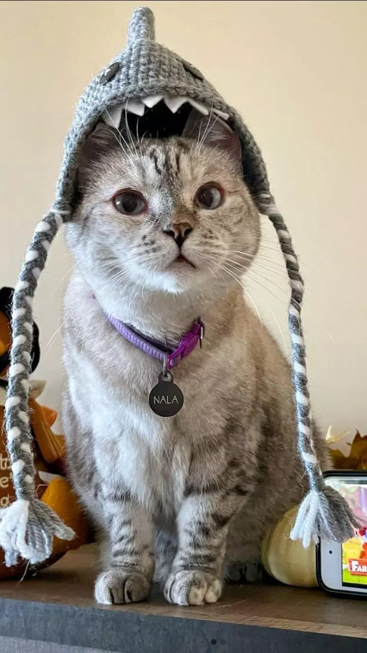 Nala Cat