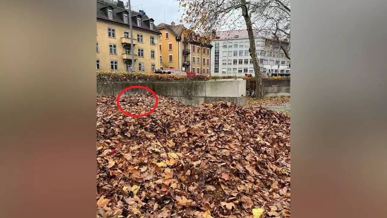 Optical illusion: Find the hidden dog in the image in 10 seconds. Can ...