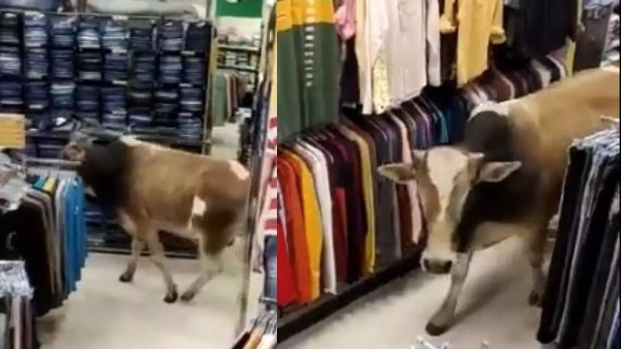 Cow in the clothing aisle of a mall in Assam, staff panic in