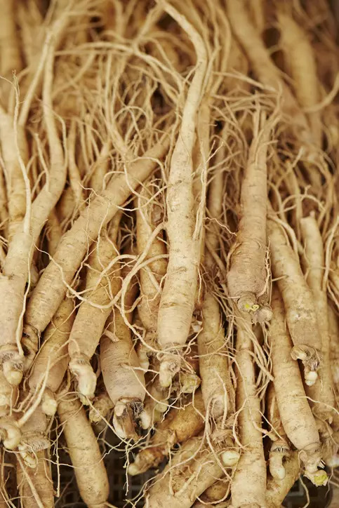 Ginseng