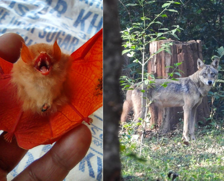 Rare Orange bat and Indian Wolf