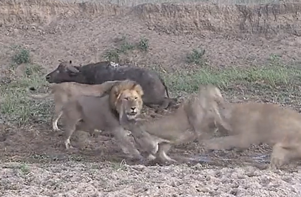 Viral video: Partly hunted water buffalo casually walks away to safety as  lions start fighting among themselves