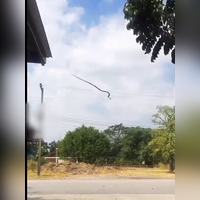 Viral video Snake leaps through air before slithering away unfazed