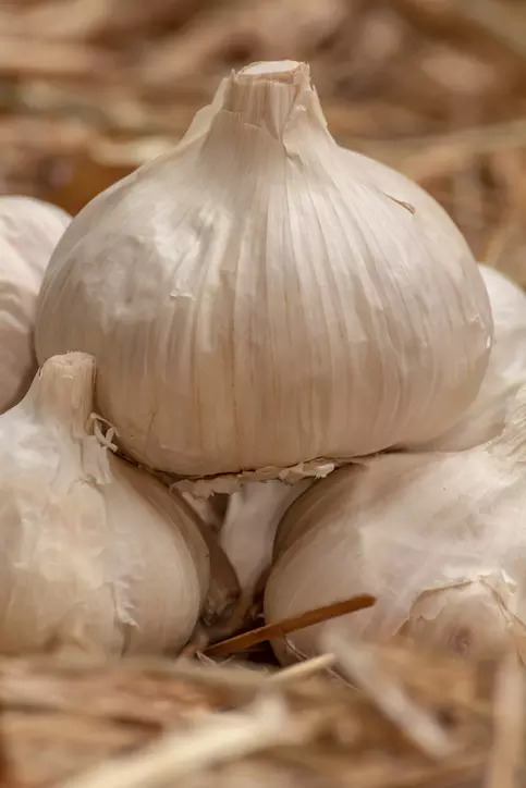 Garlic