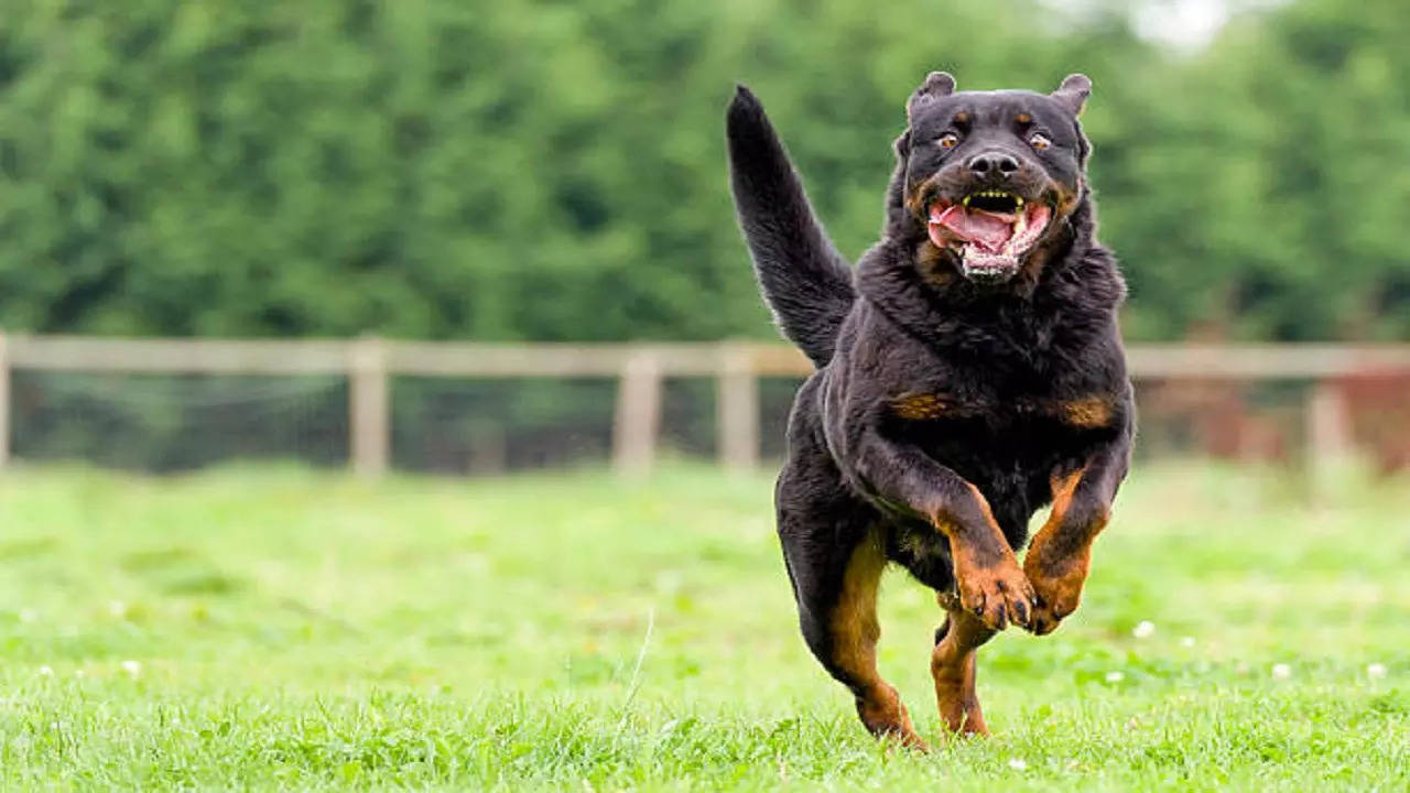 Mumbai: Rottweiler owner gets 3-month jail for the pet biting relative 13  years ago | Crime News, Times Now