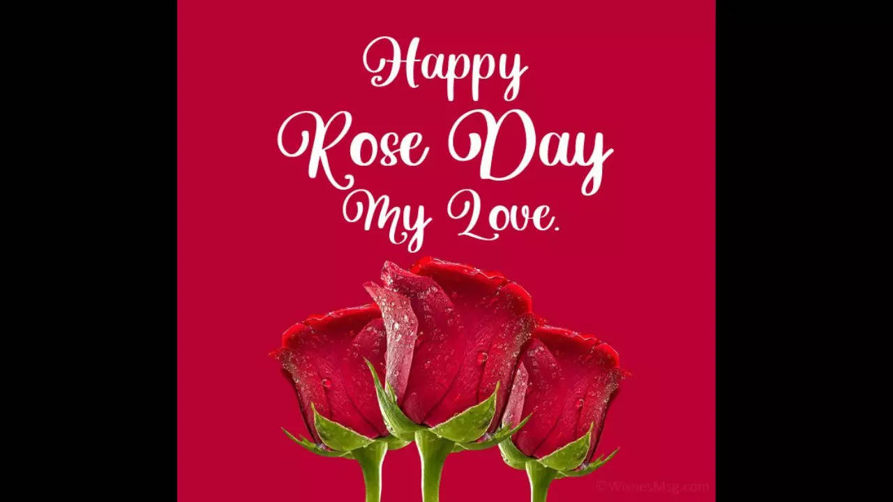 Happy Rose Day 2023: Wishes, images messages, quotes and WhatsApp ...