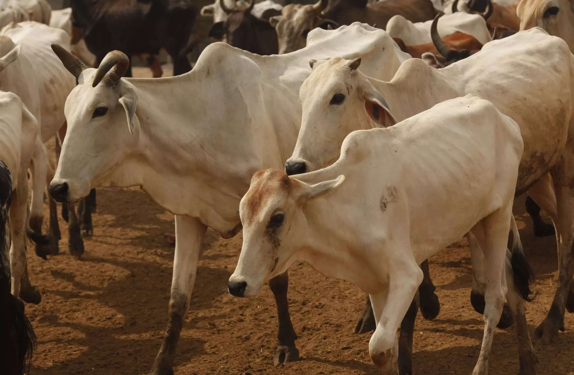 ​Cow found slaughtered in Delhi