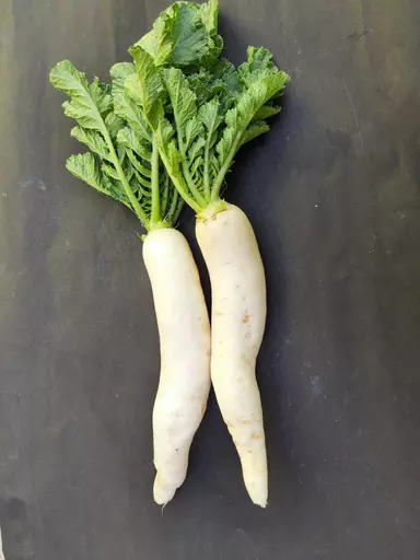 Raw radish