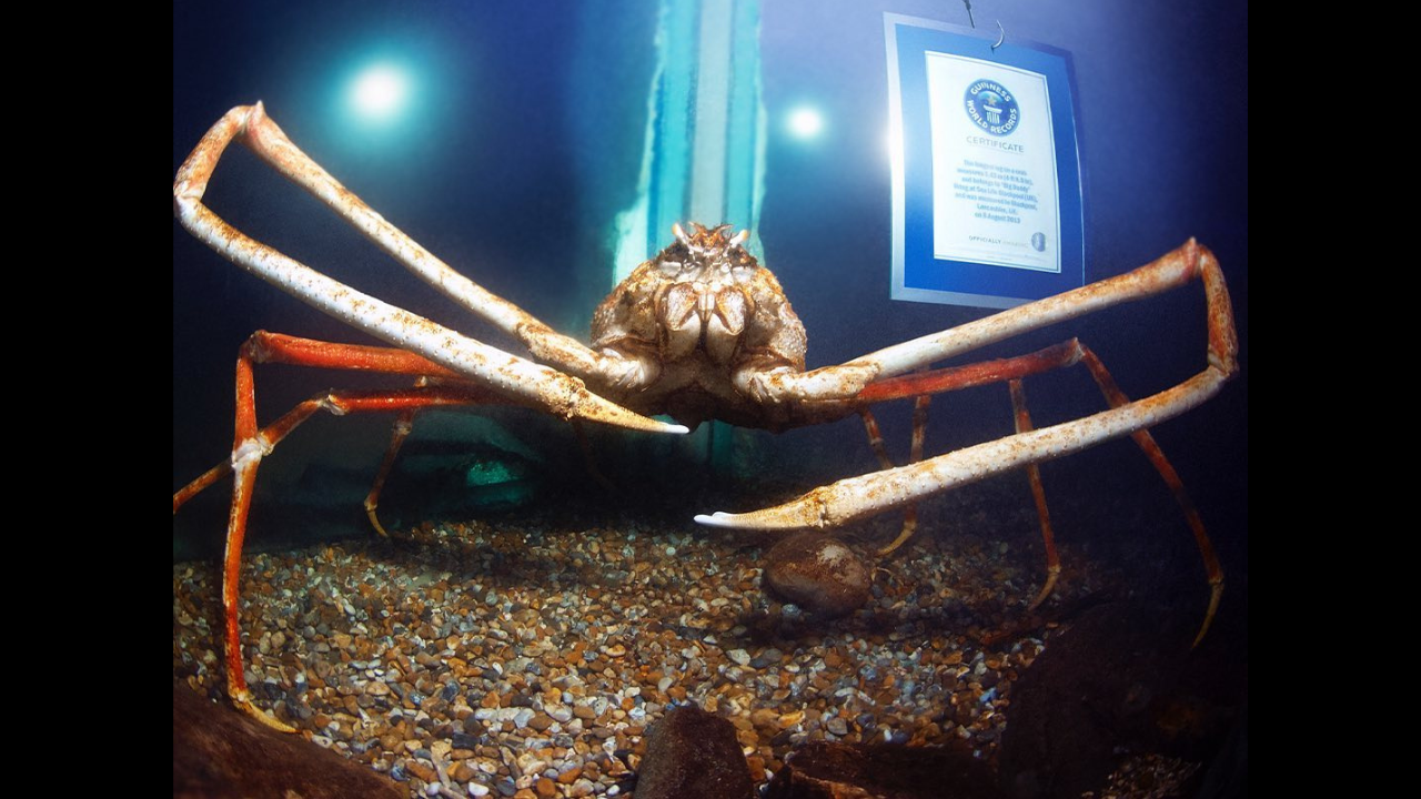 Spooky photos of recordcrushing crab named Big Daddy go viral Viral News, Times Now