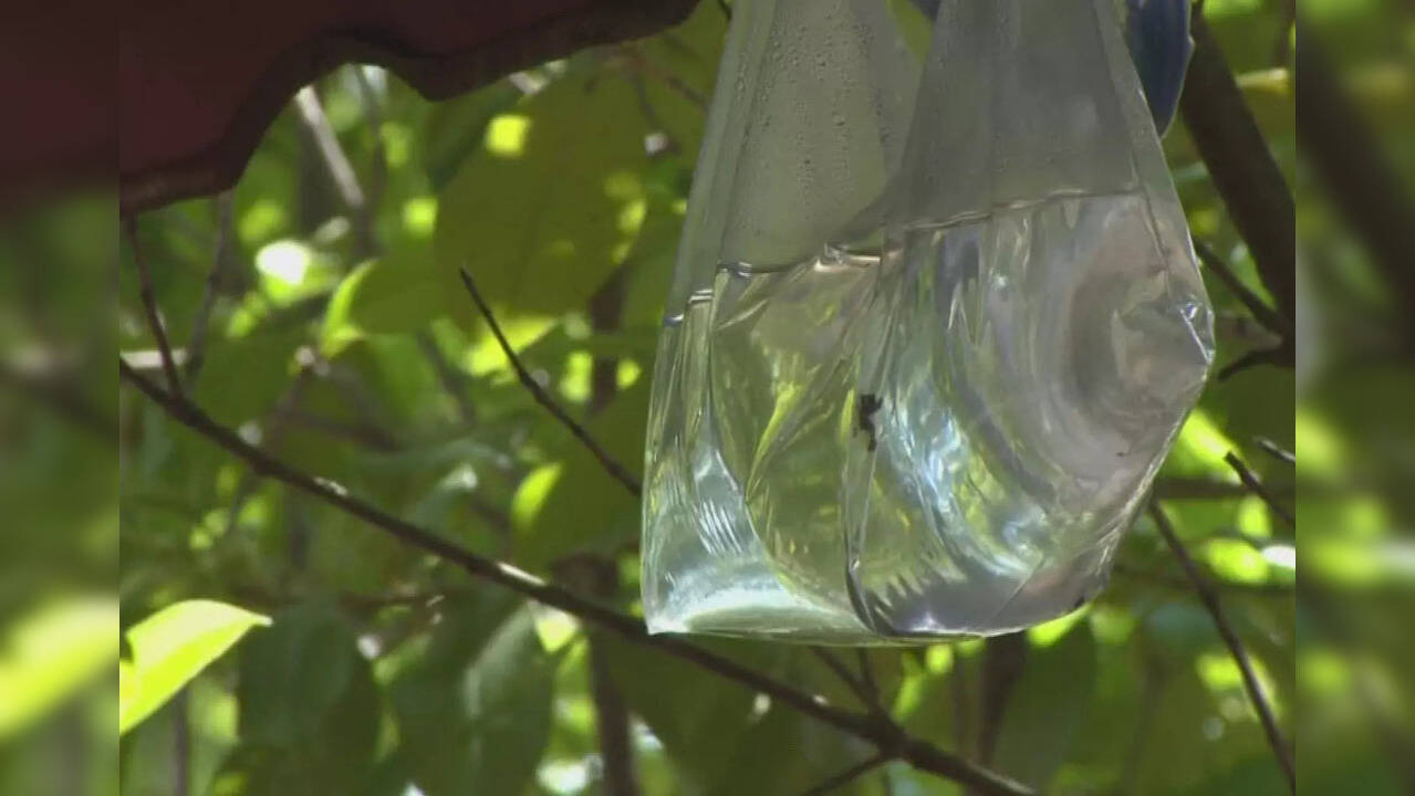 Does hanging water in a plastic bag really keep houseflies away? Here's what experts say Viral