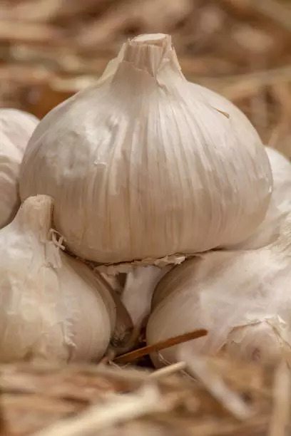 Garlic 