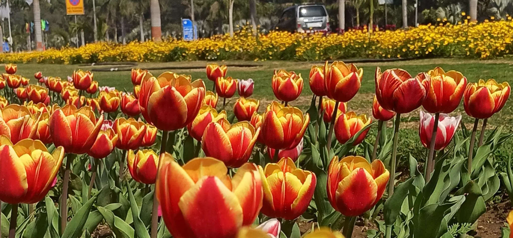 Tulip Garden Delhi Tulips in full bloom at Shantipath; see stunning