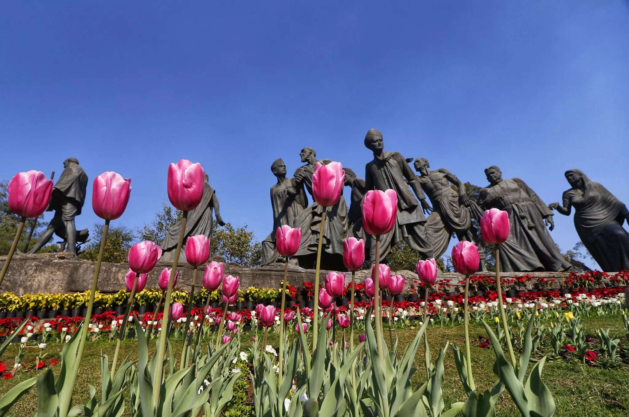 Tulip Garden Delhi Tulips in full bloom at Shantipath; see stunning