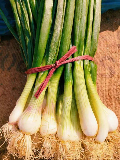 Spring onions