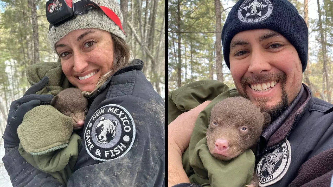 Bear huggers wanted US' New Mexico wildlife agency hiring furry workforce Viral News, Times Now